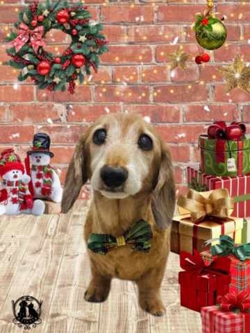 ミニチュアダックス