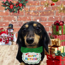 ミニチュアダックス