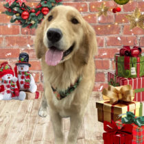 ゴールデンレトリバー