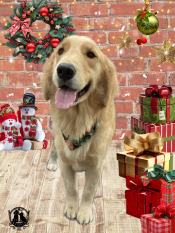 ゴールデンレトリバー