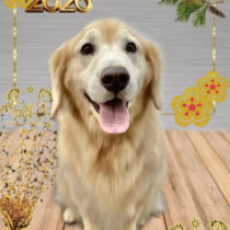 ゴールデンレトリバー