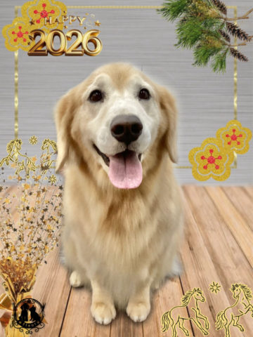 ゴールデンレトリバー