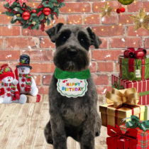 ミニチュアシュナウザー