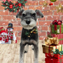 ミニチュアシュナウザー