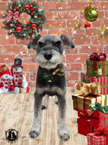 ミニチュアシュナウザー