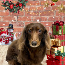 ミニチュアダックス