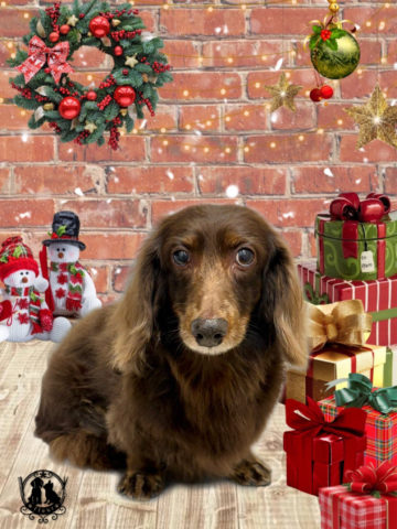 ミニチュアダックス