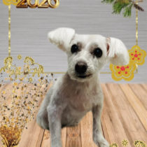 ミニチュアシュナウザー