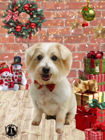 ジャックラッセルテリア