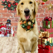 ゴールデンレトリバー