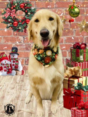 ゴールデンレトリバー