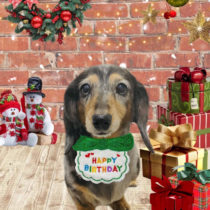 ミニチュアダックス