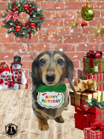 ミニチュアダックス