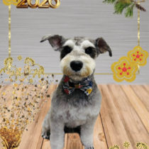 ミニチュアシュナウザー