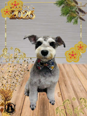 ミニチュアシュナウザー