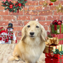 ミニチュアダックス