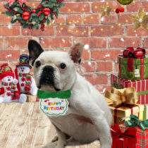 フレンチブルドッグ