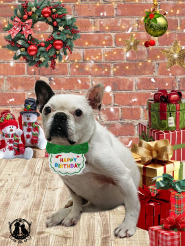 フレンチブルドッグ