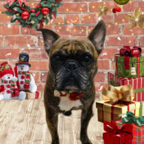 フレンチブルドッグ