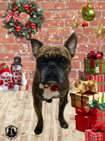 フレンチブルドッグ