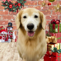 ゴールデンレトリバー