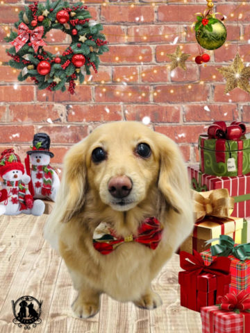 ミニチュアダックス