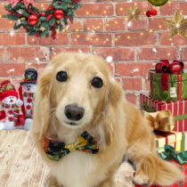 ミニチュアダックス