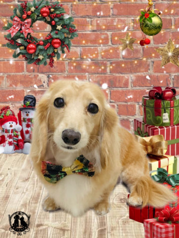 ミニチュアダックス