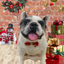 フレンチブルドッグ