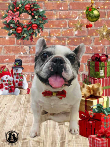 フレンチブルドッグ