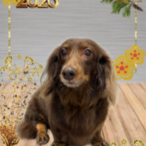 ミニチュアダックス