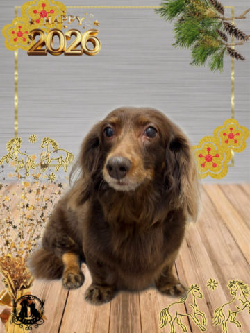 ミニチュアダックス