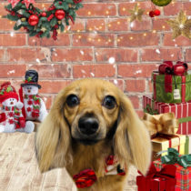 ミニチュアダックス