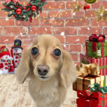 ミニチュアダックス