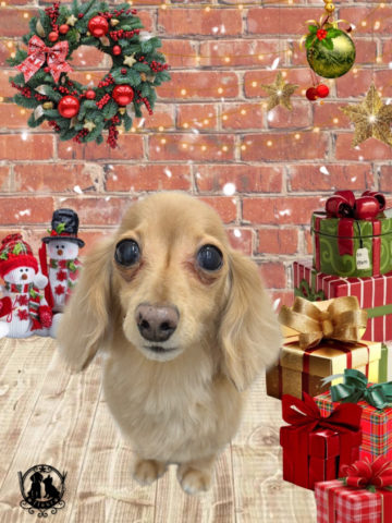 ミニチュアダックス