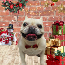 フレンチブルドッグ