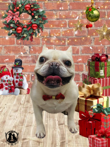 フレンチブルドッグ