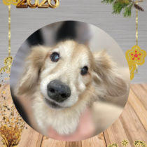 ミニチュアダックス