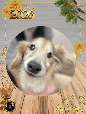 ミニチュアダックス