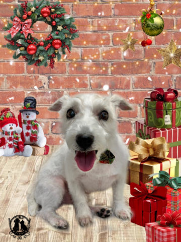 ジャックラッセルテリア