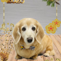 ミニチュアダックス