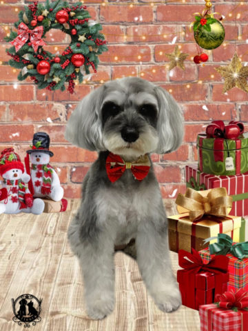 ミニチュアシュナウザー