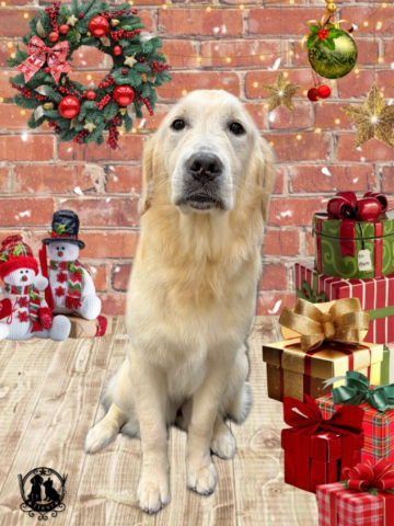 ゴールデンレトリバー