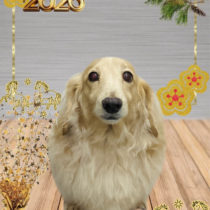 ミニチュアダックス