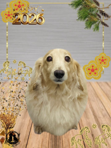 ミニチュアダックス