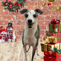 イタリアングレーハウンド