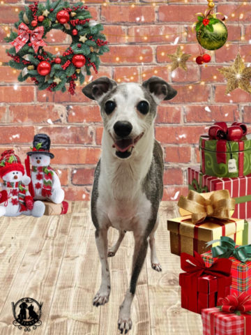 イタリアングレーハウンド