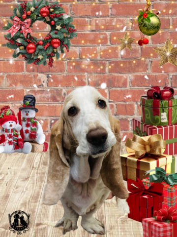 バセットハウンド