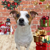 ジャックラッセルテリア