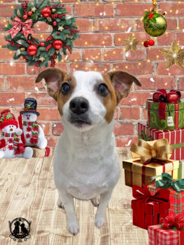 ジャックラッセルテリア